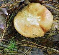 Russula compacta image