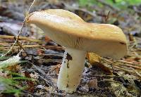 Russula compacta image