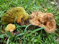 Boletinellus merulioides image