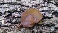 Auricularia angiospermarum image