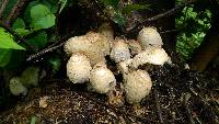 Coprinopsis variegata image