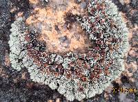 Lecanora garovaglii image