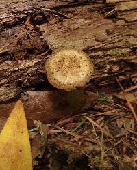 Psathyrella maculata image