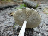 Amanita sect. Vaginatae image