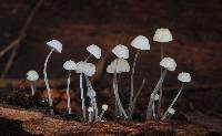 Mycena albidocapillaris image