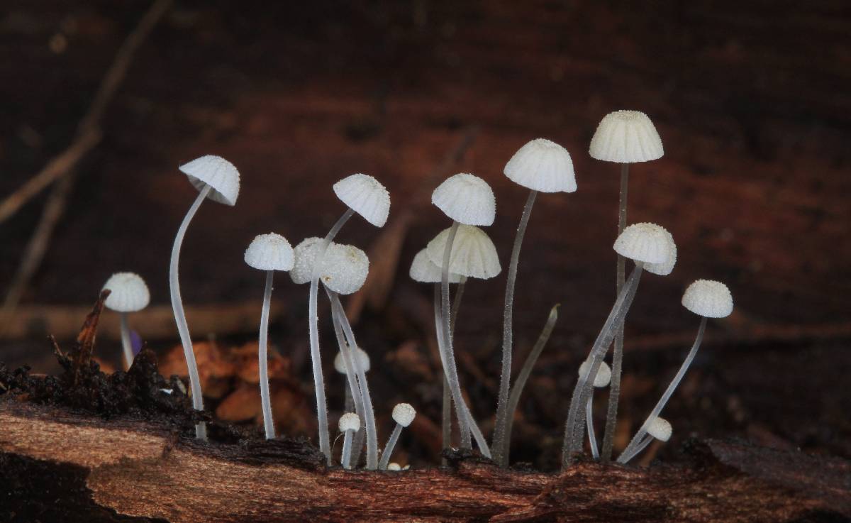 Mycena albidocapillaris image