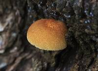 Crepidotus eucalyptorum image