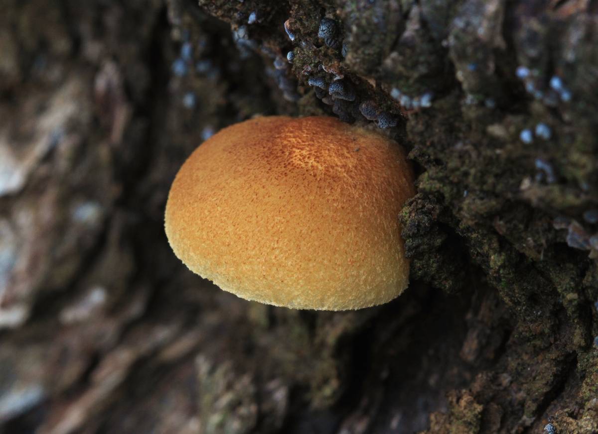 Crepidotus eucalyptorum image