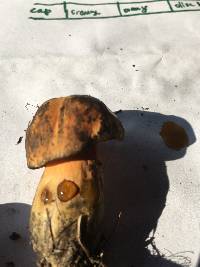 Boletus discolor image