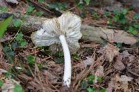 Megacollybia rodmanii image