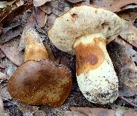 Tylopilus rhodoconius image