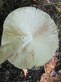 Amanita submaculata image