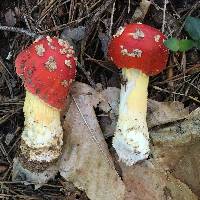 Amanita parcivolvata image