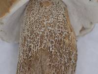 Boletus hiratsukae image