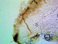 Sarcogyne regularis image