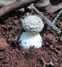 Amanita austrostraminea image