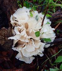 Hydnopolyporus fimbriatus image