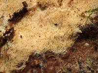Schizopora paradoxa image