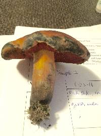 Boletus discolor image