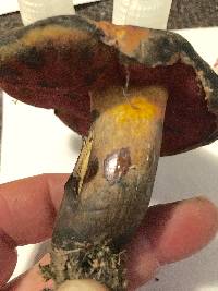 Boletus discolor image