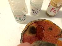 Boletus discolor image