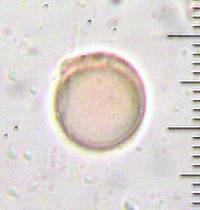 Amanita sect. Vaginatae image