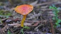 Hygrocybe subminiata image