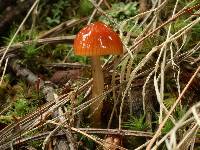 Hygrocybe psittacina var. perplexa image