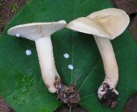 Lactarius subvernalis image