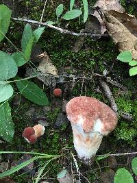 Xanthoconium purpureum image