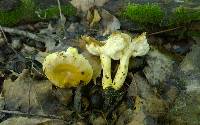 Russula pulverulenta image