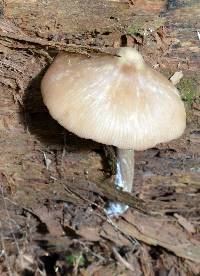 Entoloma holoconiotum image