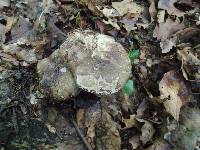 Russula nigricans image