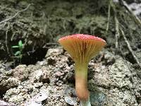 Phylloporus leucomycelinus image