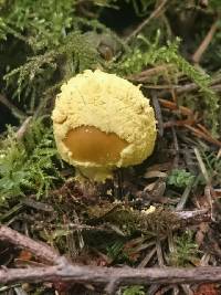 Amanita augusta image