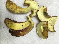 Baorangia bicolor image