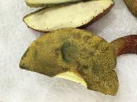 Baorangia bicolor image