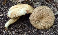 Boletus atkinsonii image