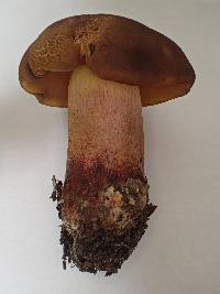 Lanmaoa angustispora image