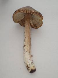 Inocybe maculata image