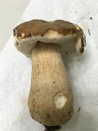 Boletus variipes image