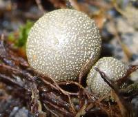 Lycogala epidendrum image
