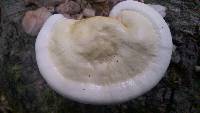 Ganoderma curtisii image