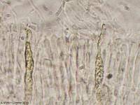 Ductifera pululahuana image