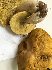 Boletus gertrudiae image