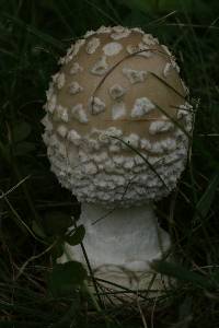 Amanita velatipes image