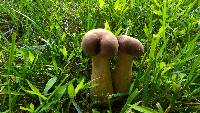 Tylopilus rubrobrunneus image