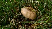 Russula amoenolens image