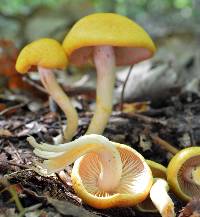 Cortinarius luteus image