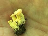 Cantharellus lateritius image